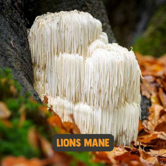 'Lions Mane' Kapsler - Sunnahfoods.dk