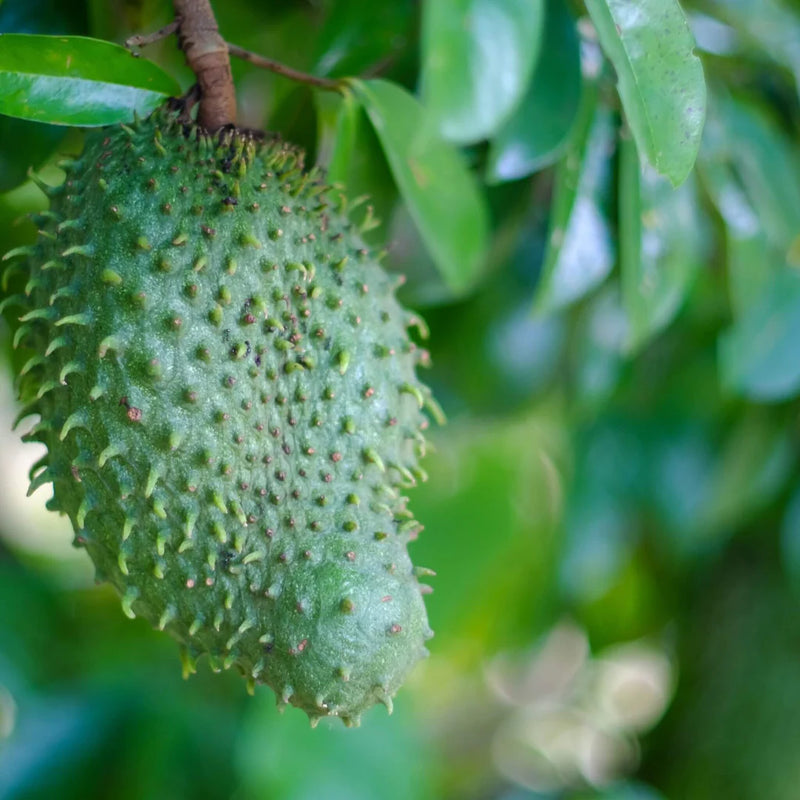 Soursop Kapsler 500 mg - 60 kapsler - Sunnah Foods 